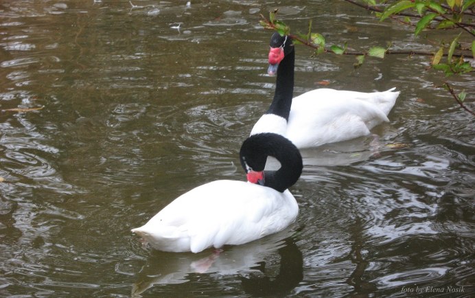 Cygnus melancoryphus