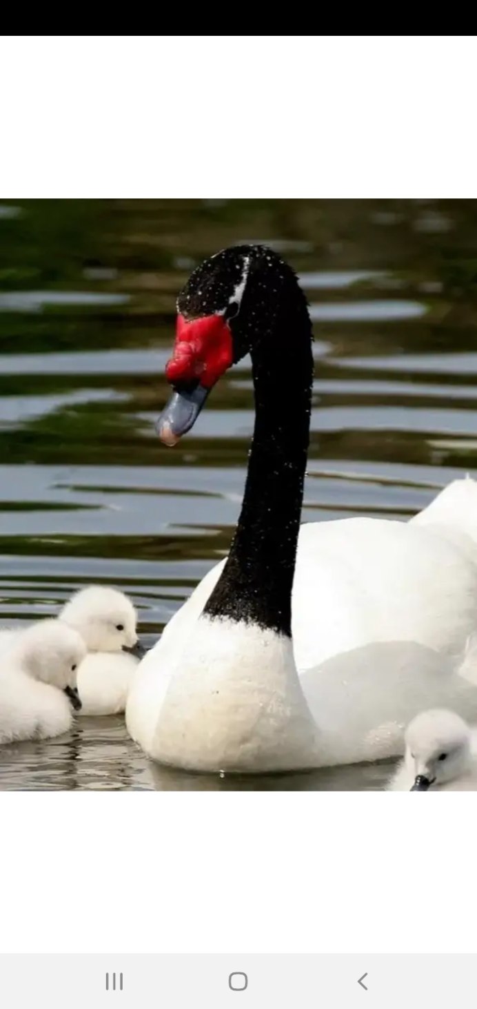 Black necked Swan
