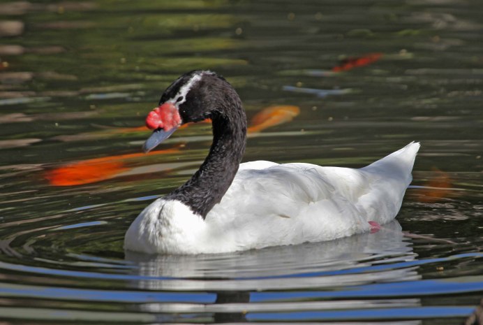 Cygnus melancoryphus