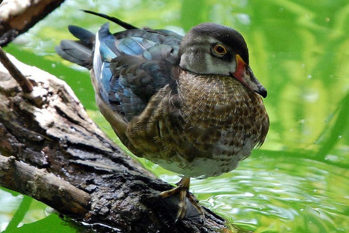 Сиалия самец