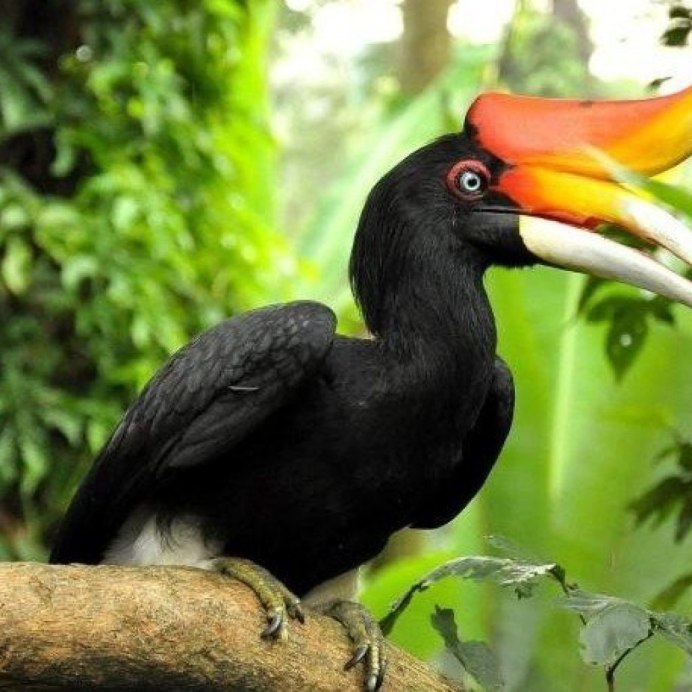 Кулик Черныш