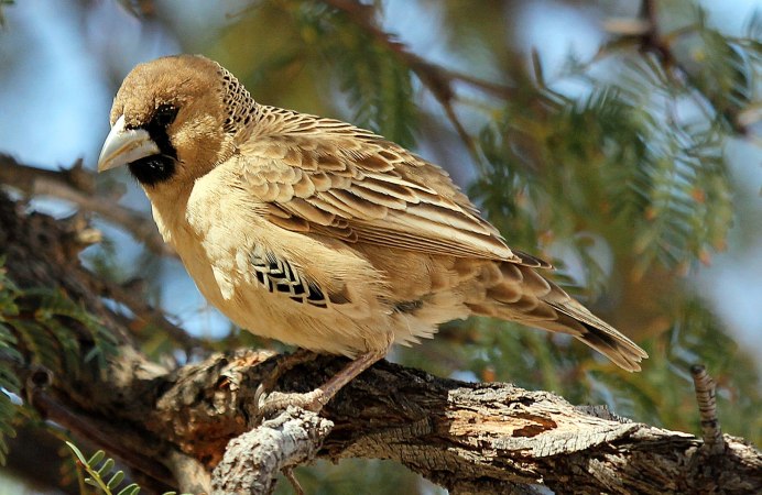 Листва дерева пекан