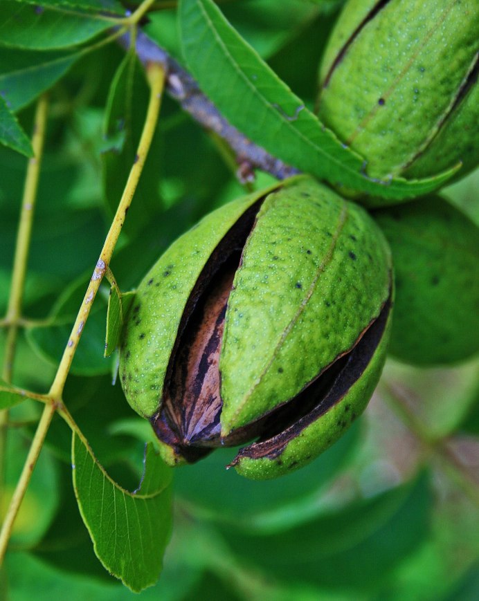 Горихвостка-Чернушка птенец