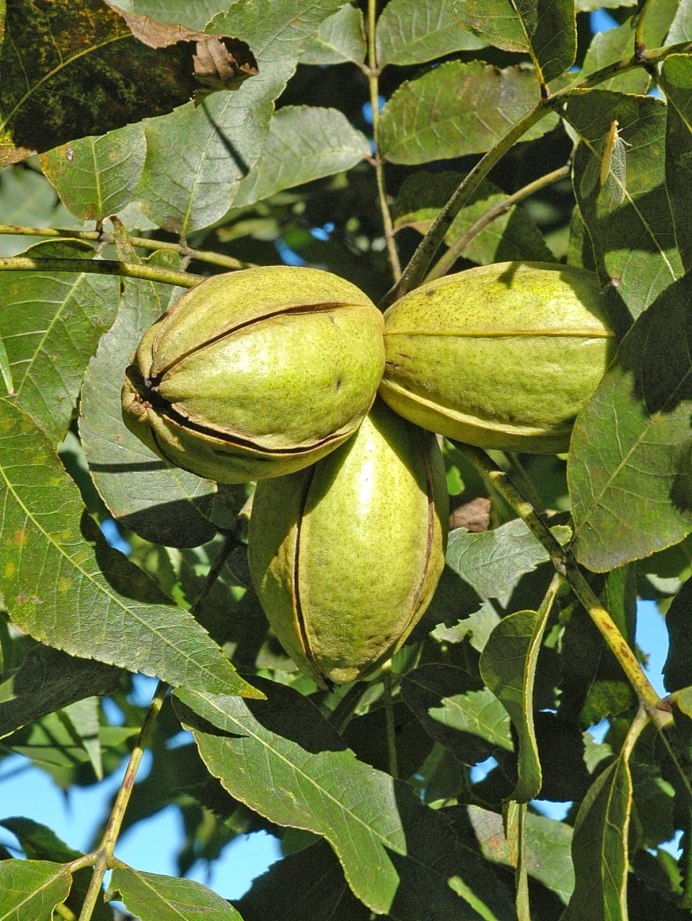 Воробьинообразные птицы сорока