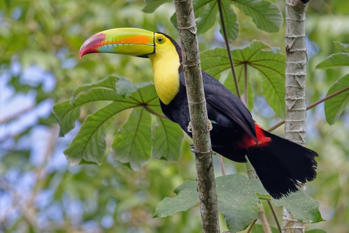 Птицы и их вид оперения