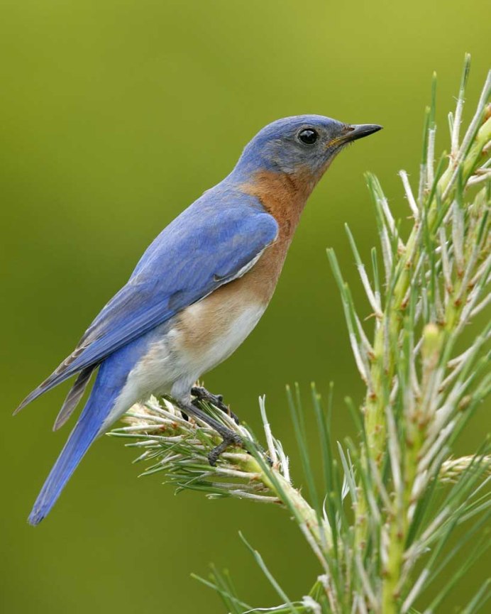 Лесная сорока Сойка