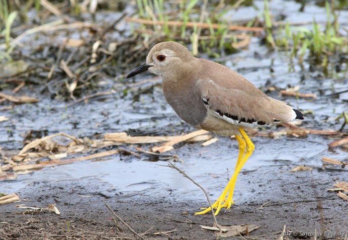 Мелкие городские птицы