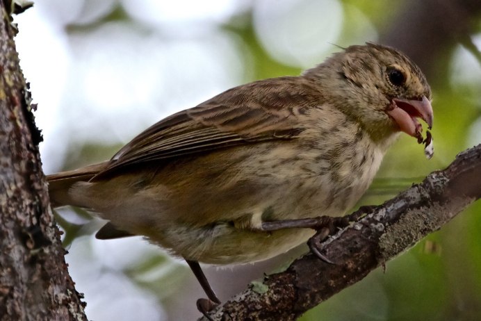 Птичка завирушка