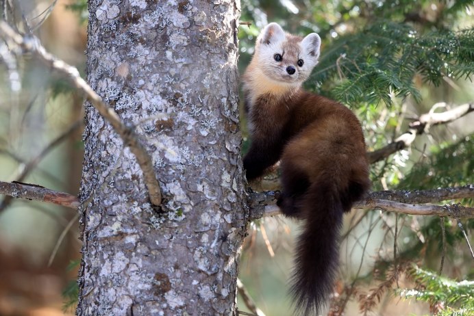 Обыкновенный поползень