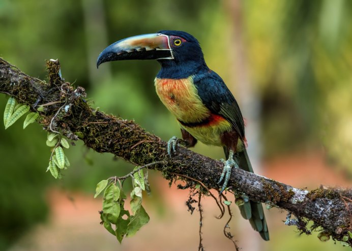 Ошейниковая майна