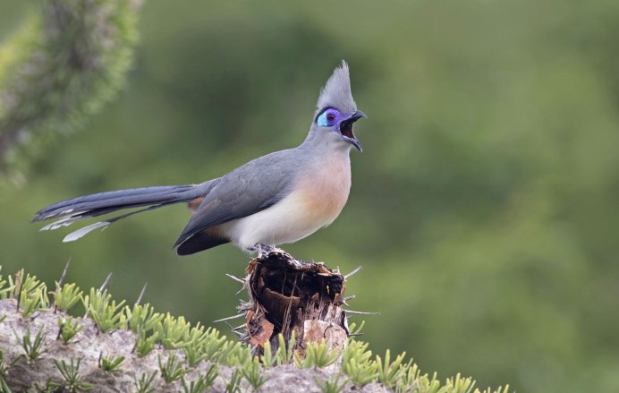Бекас песочник птица