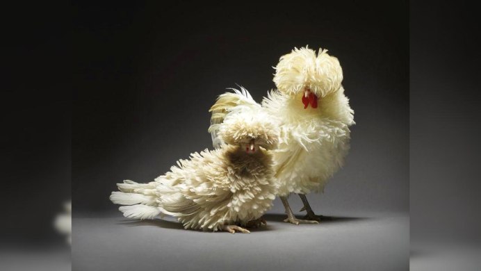 Морено Монти