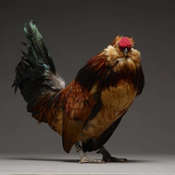 Падуан Шамоа