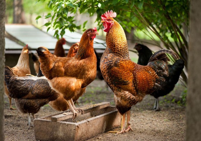 Розовые куры Амераукана