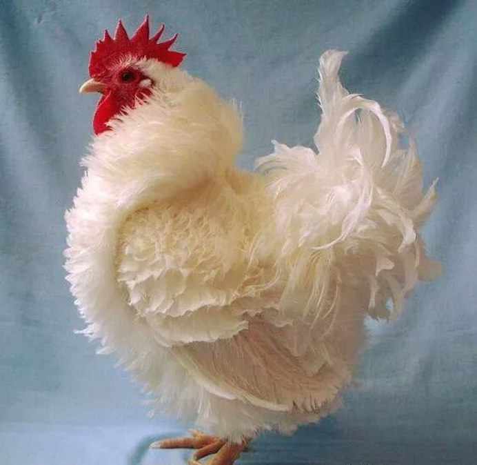 Бельгийская бородатая бентамка