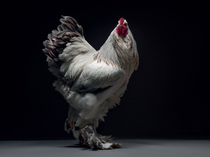 Красивые курочки