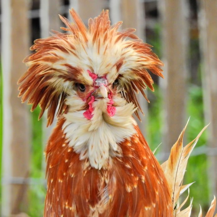 Куры породы Джигурда