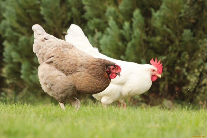 Монти Транчеллини куры