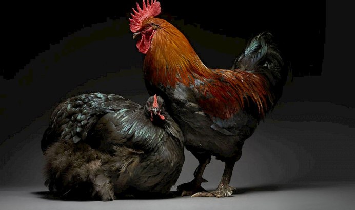 Необычные куры