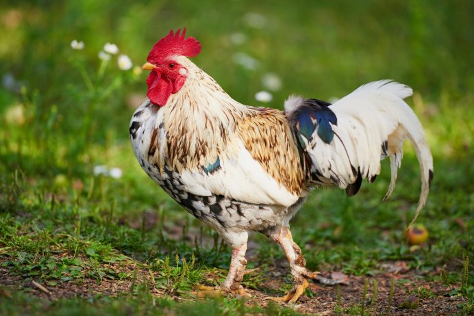 Петух Хайсекс Браун
