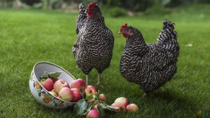 Аурикан куры