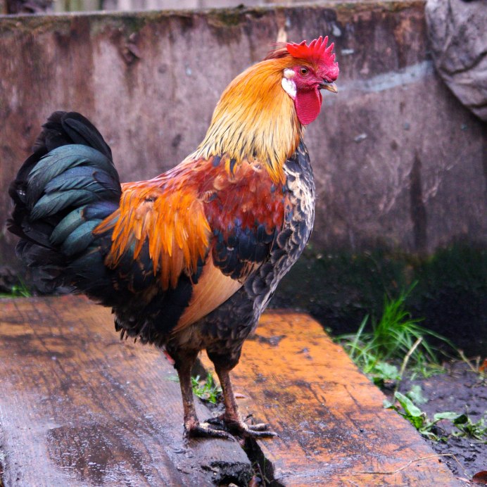 Хохлатая Курочка падуан