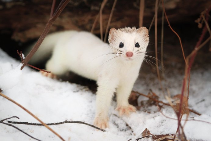 Хищный зверек ласка