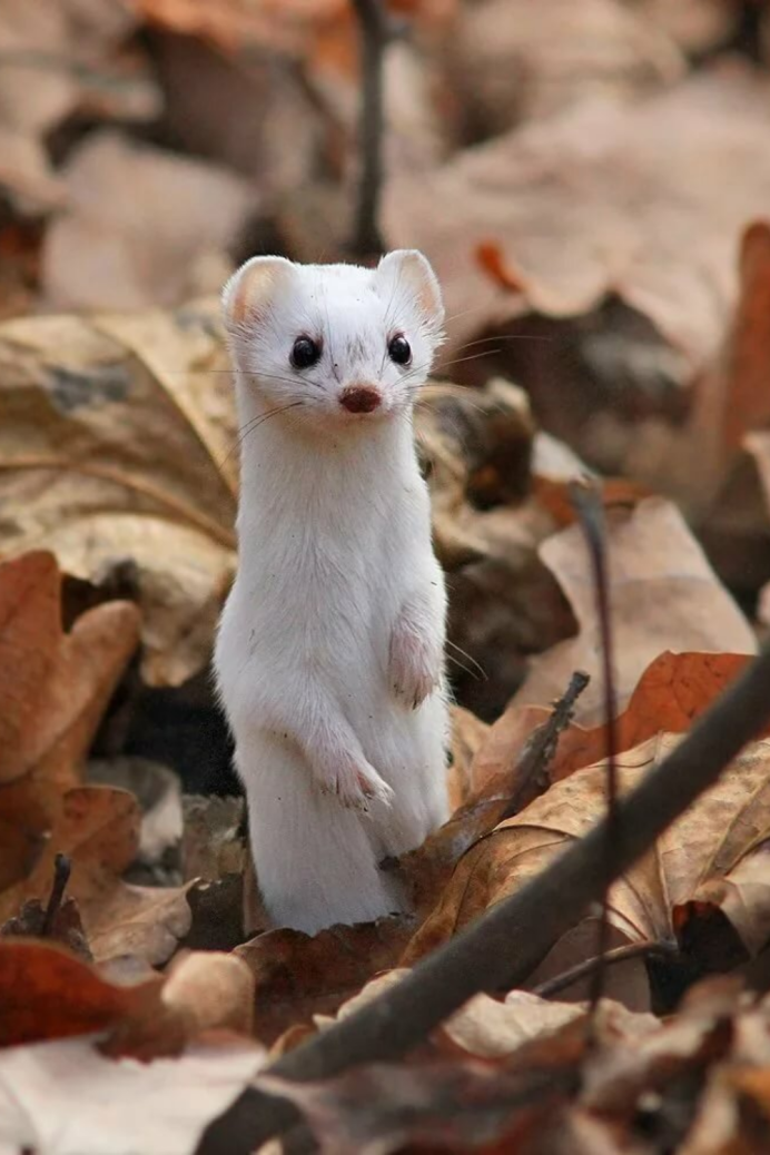 Норка ласка и горностай