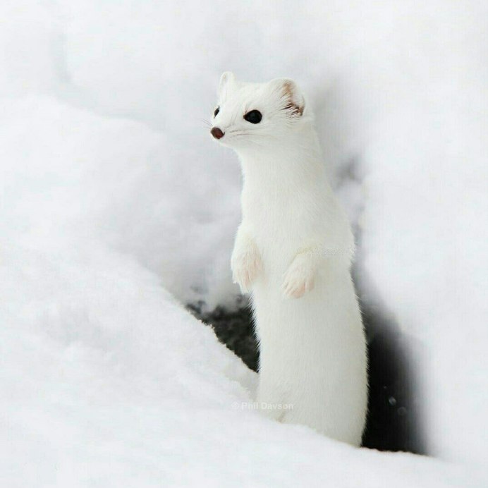 Детеныш горностая белый