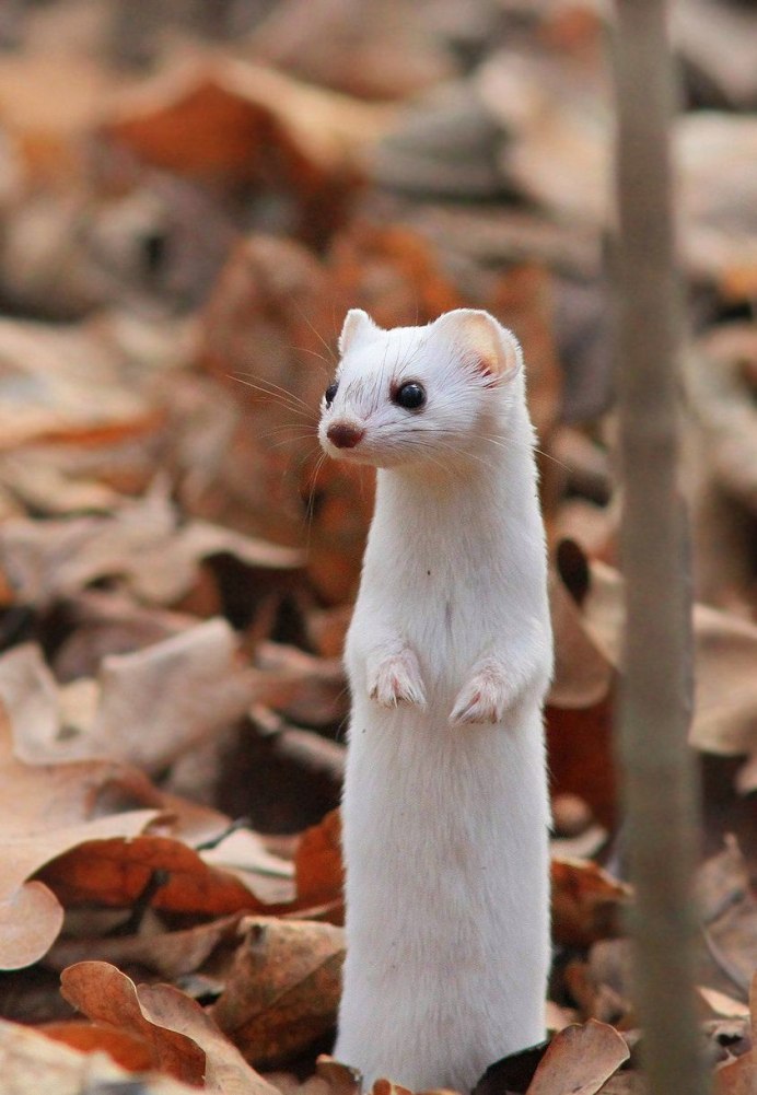 Горностай Арктический