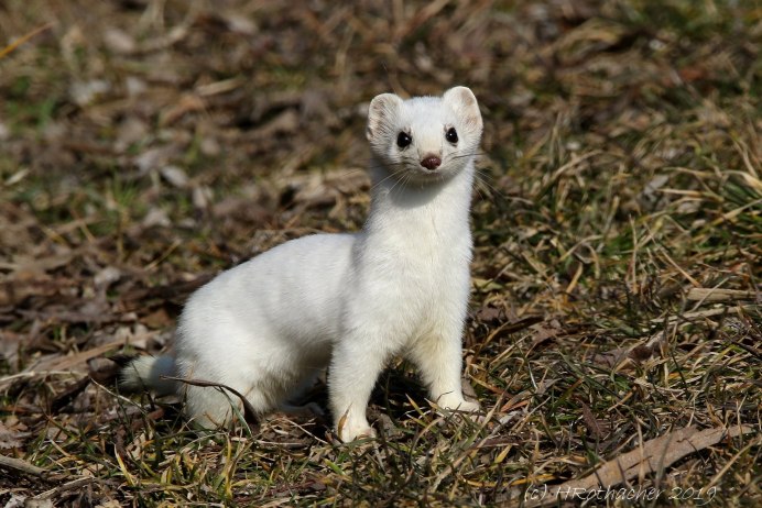 Ласка норка хорёк горностай