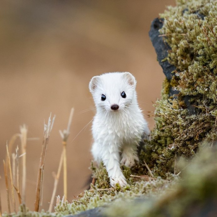 Ласка зверек