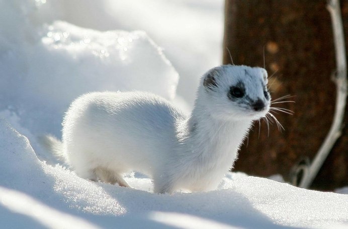 Хорьки норки горностай