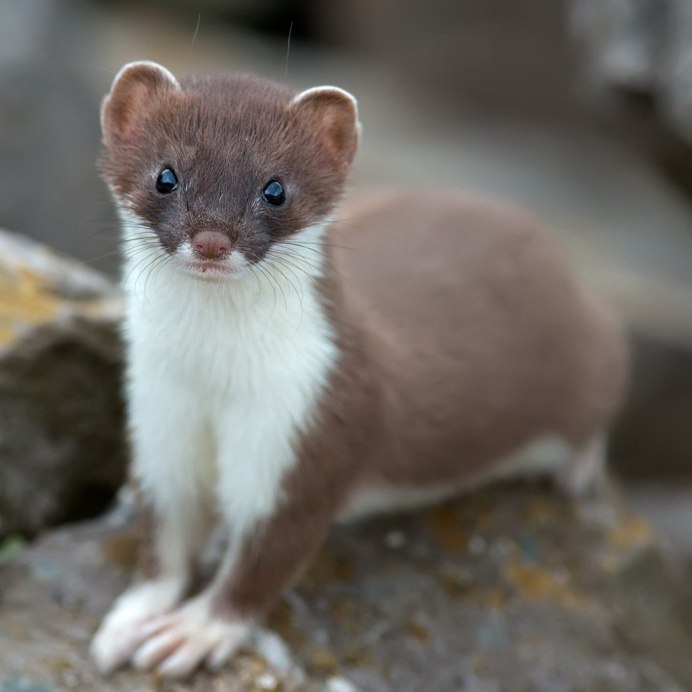 Хорек альбинос