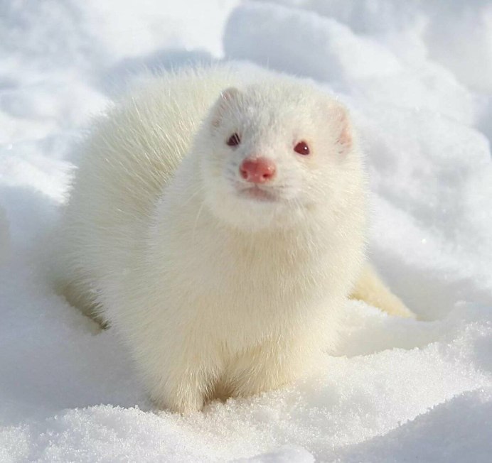 Ласка животное охотится