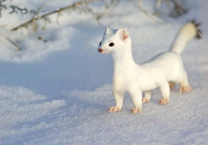 Животные тундры горностай