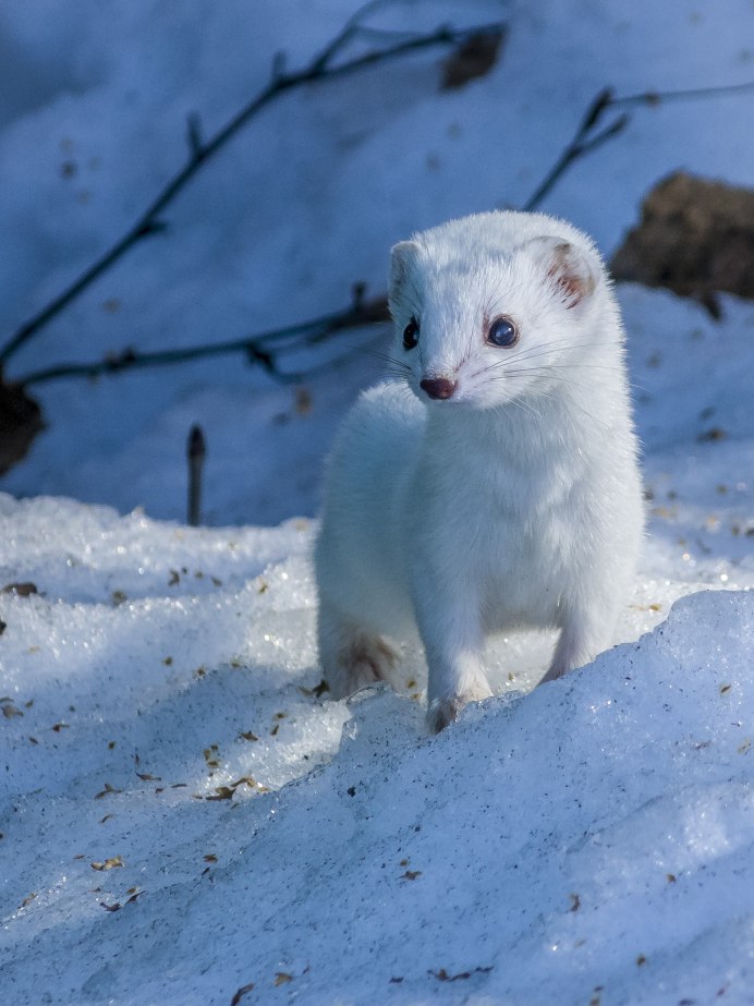 Соболь белый