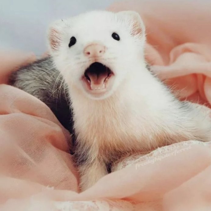 Ласка – самый маленький представитель отряда хищных.