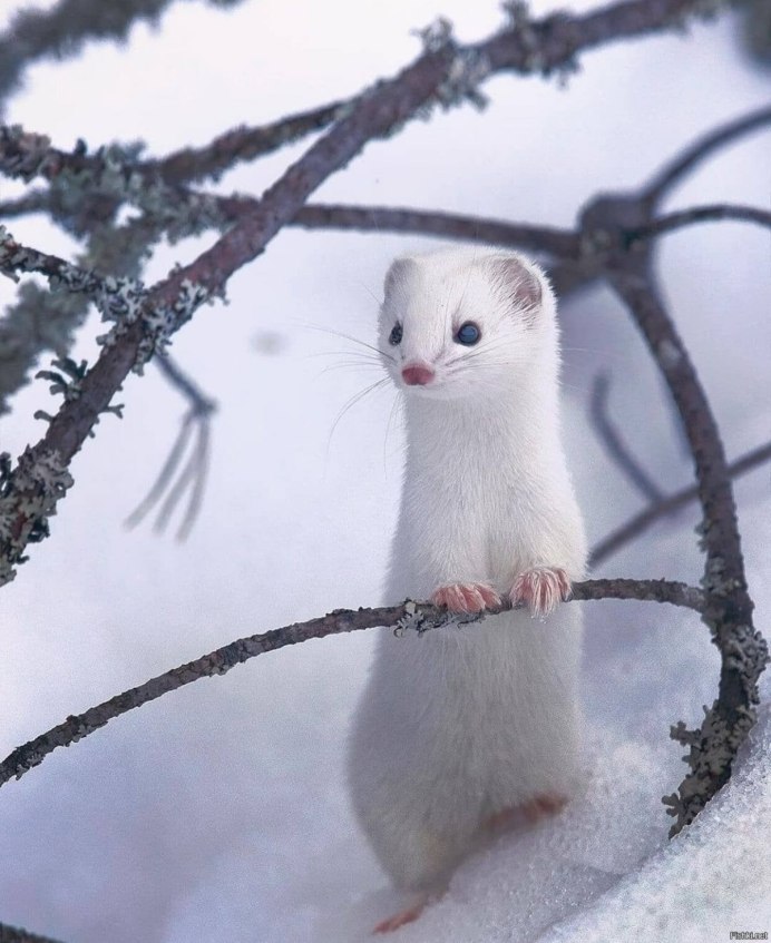 Восточно Сибирский горностай