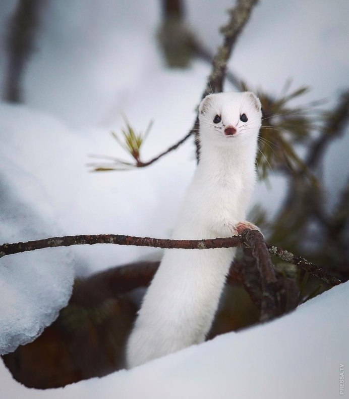 Норка ласка и горностай