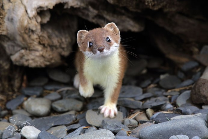 Маленькая ласка