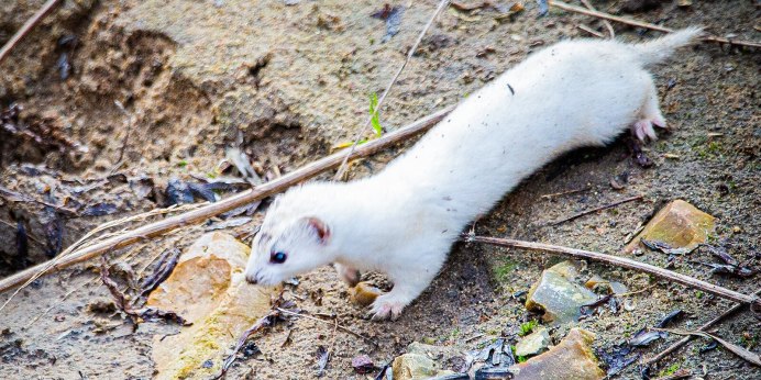 Горностай (Mustela erminea)