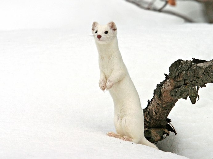 Пушистые зверюшки