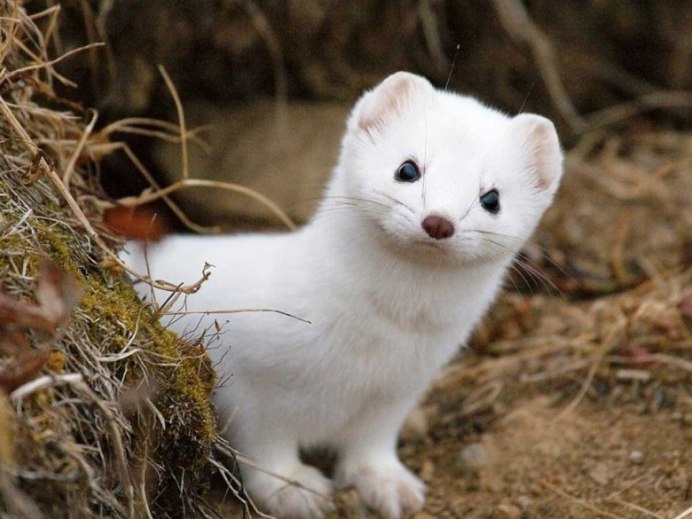 Белая норка зверек