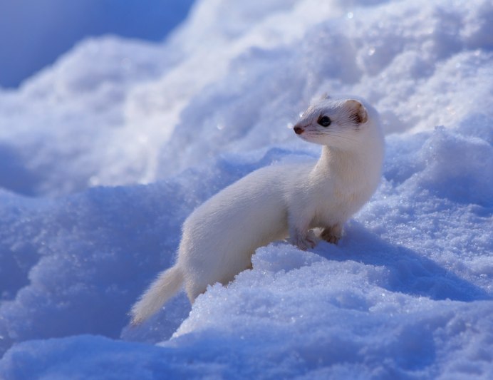 Остров Врангеля горностай