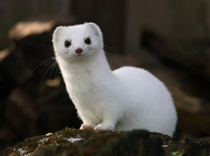 Ласка белая