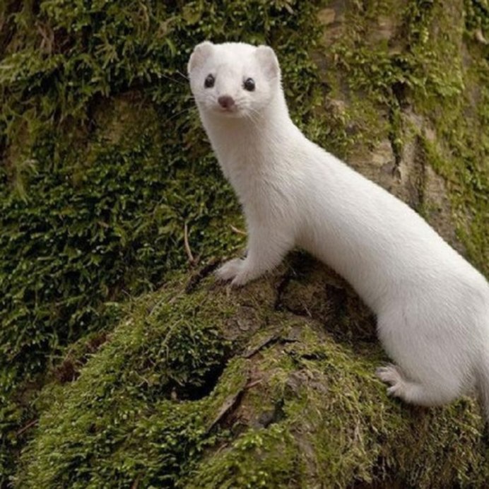 Горностай на Чукотке