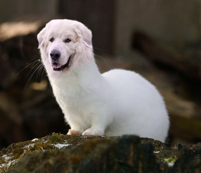 Ласка (Mustela nivalis)