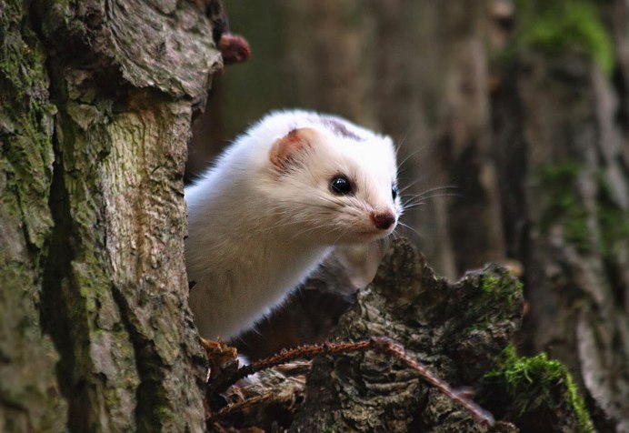 Соболь белый