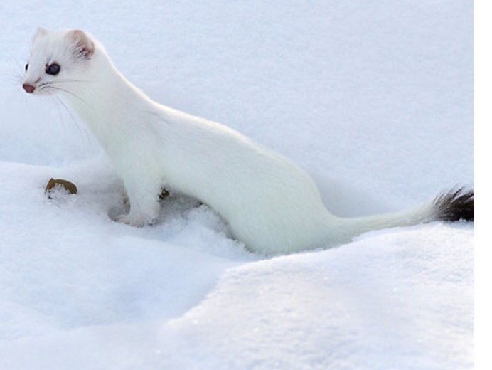 Восточно Сибирский горностай